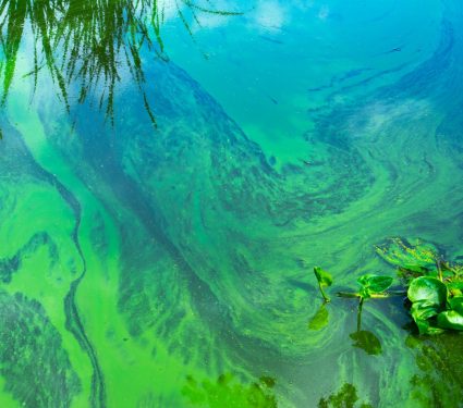 2024/11/Algae-carbon.jpg