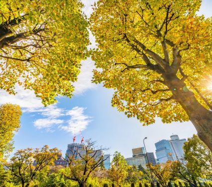 2024/11/Trees-cooling-effects.jpg