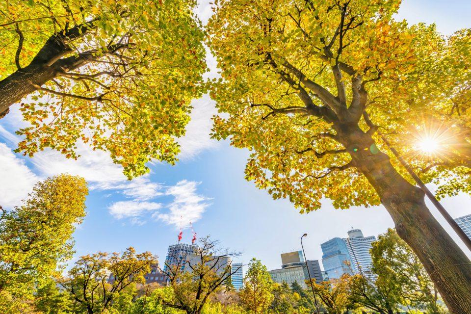 City greening: Predicting the cooling effects of trees