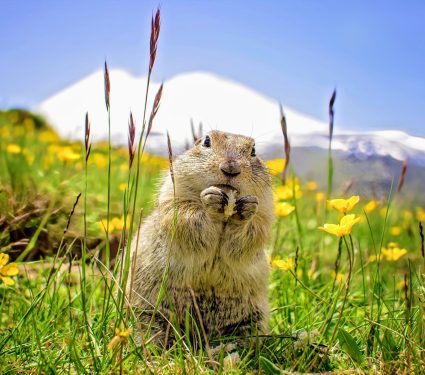 2024/11/Mountain-gophers.jpg