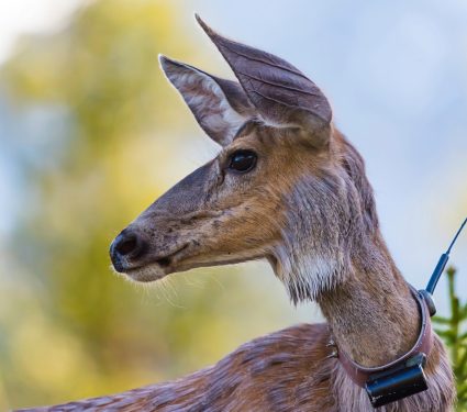 2024/11/Animal-tracking.jpg