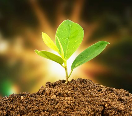 2024/11/Plant-resilience.jpg