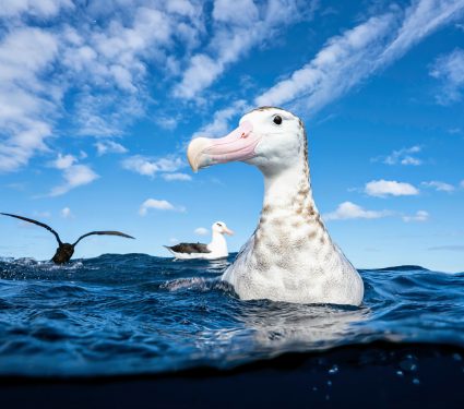 2024/11/Albatrosses-wind.jpg