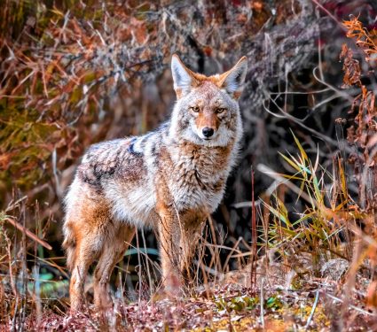 2024/11/Coyote-hunting.jpg