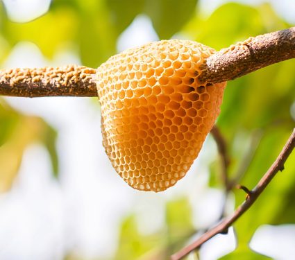 2024/11/Bees-nest.jpg