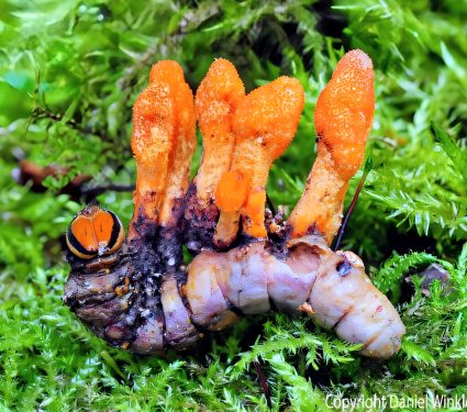 2024/11/Caterpillar-fungus3.jpg