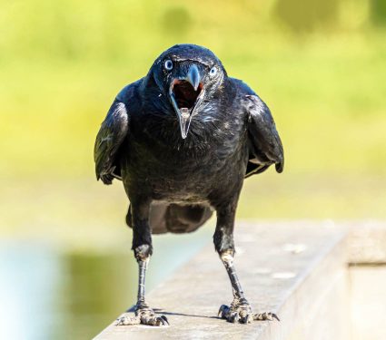 2024/11/crows_hold-grudges_humans_1.jpg
