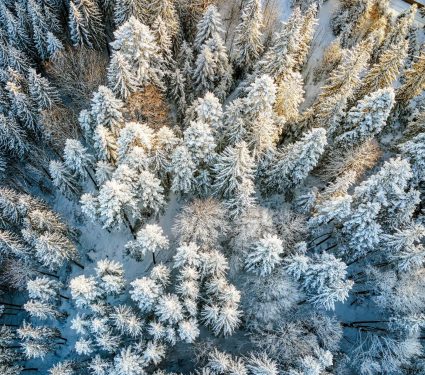 2024/11/Arctic-tree-planting-2.jpg