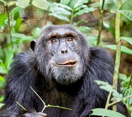 2024/11/Chimpanzees-audience.jpg