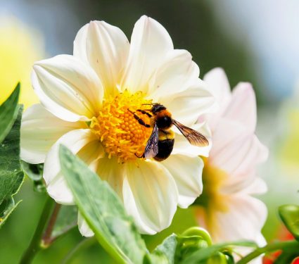 2024/11/Bee-caffeine.jpg