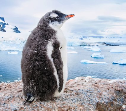 2024/11/Antarctica-resources.jpg