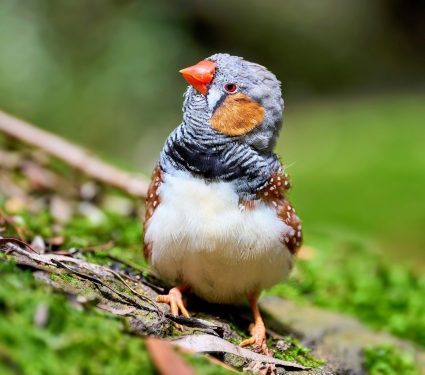 2024/11/Finches-bills.jpg