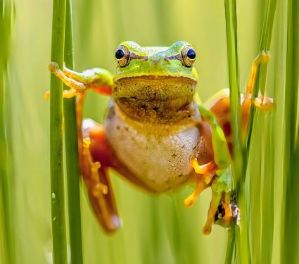 2024/11/Frogs-radiation.jpg