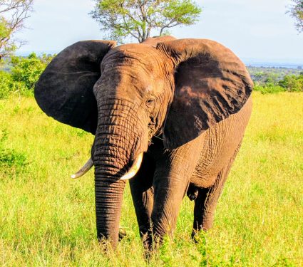 2024/11/Elephant-habitat.jpg