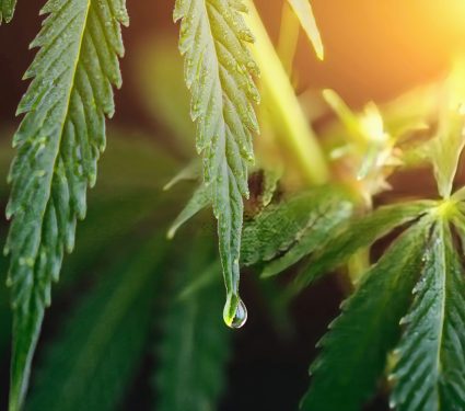 2024/11/Cannabinol-sleep.jpg