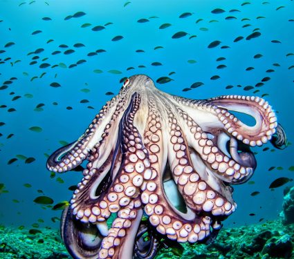 2024/11/Octopus-arms.jpg