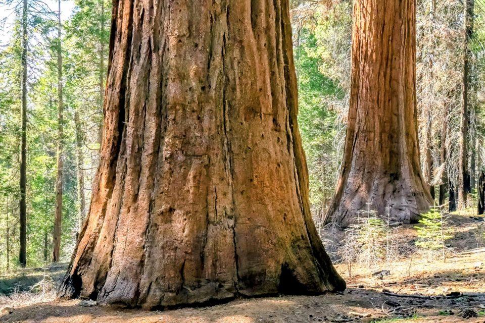 Scientists uncover how plants grow wider, not just taller