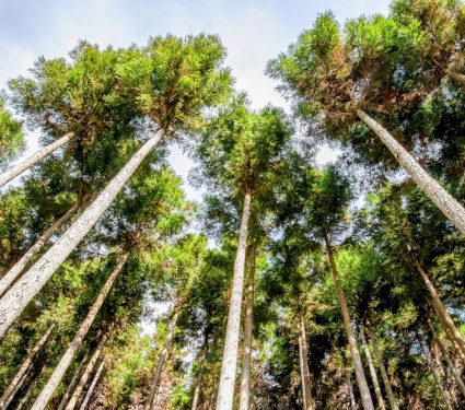 2024/11/Trees-wind.jpg