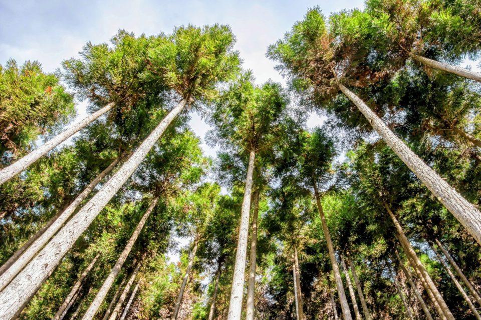 Trees cleverly adapt to withstand storms and high winds