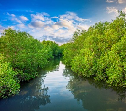 2024/11/Mangrove-climate.jpg