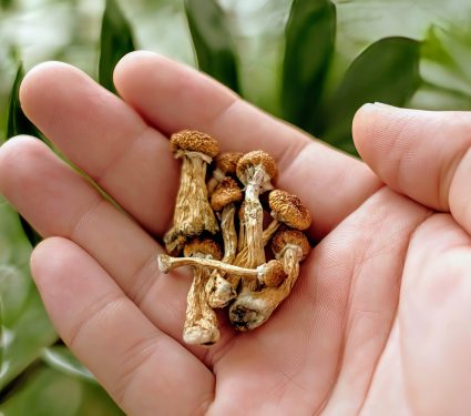2024/11/Psilocybin-anorexia.jpg
