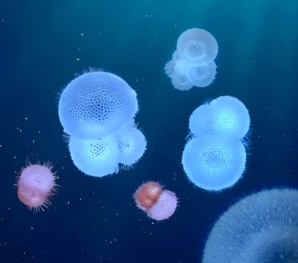 2024/11/Climate-marine-species.jpg