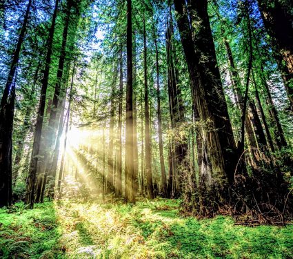 2024/11/Temperate-rainforest.jpg