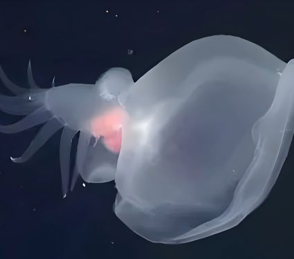 2024/11/Mystery-mollusk.jpg