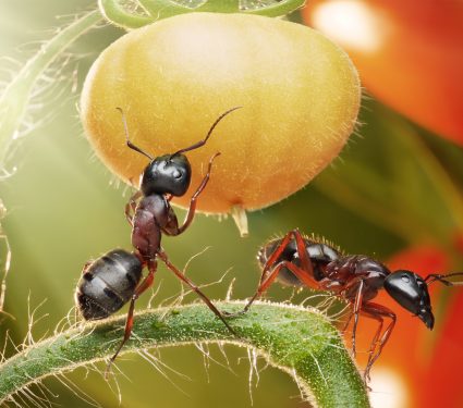 2024/11/Ant-food.jpg