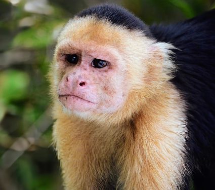 2024/11/Animal-emotion.jpg
