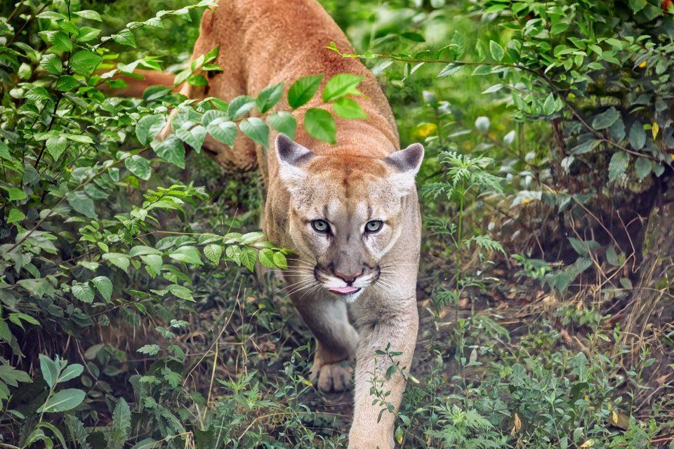 Mountain lions cleverly change their habits to avoid humans