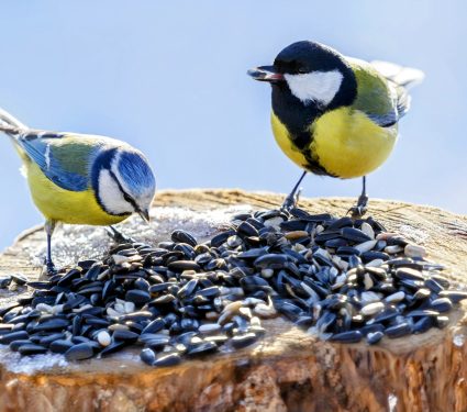 2024/11/Birds-learn.jpg