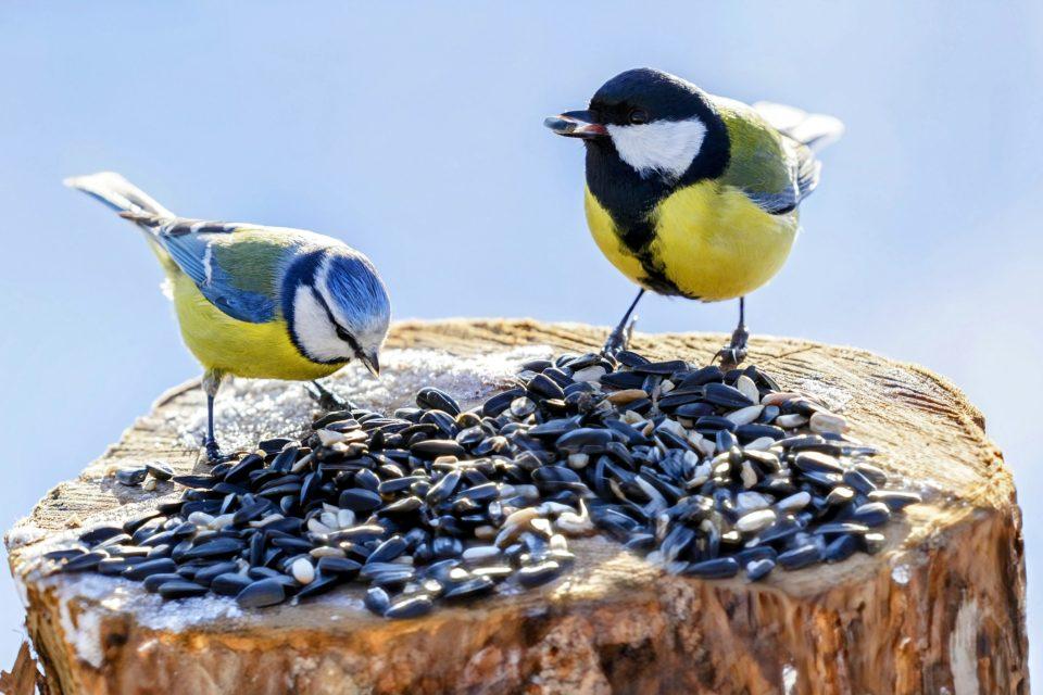 Immigrant birds learn useful behaviors from their neighbors