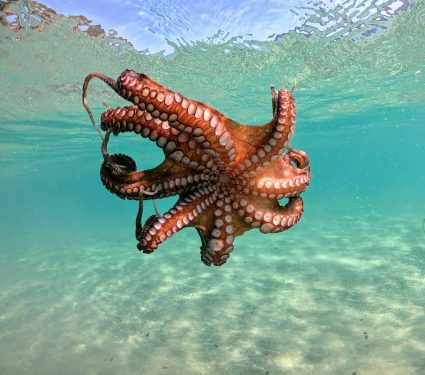 2024/11/Octopus-human.jpg
