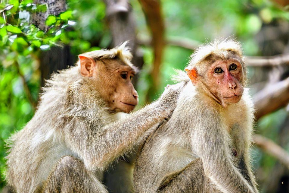 Social bonds drive learning in monkeys and humans alike