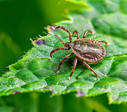 2024/11/Tick-disease.jpg