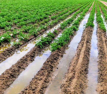 2024/11/Soil-nutrient-loss.jpg