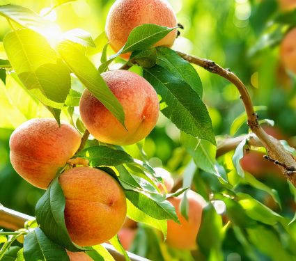2024/11/Peaches-spread.jpg