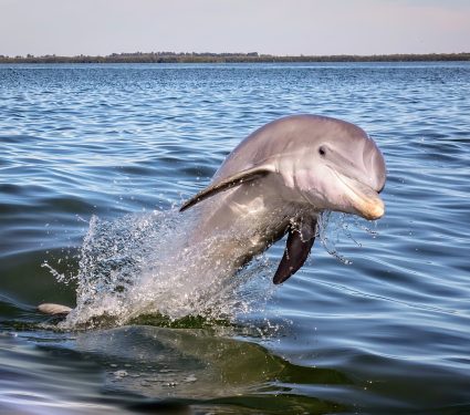 2024/11/Dolphin-Baltic-Sea.jpg