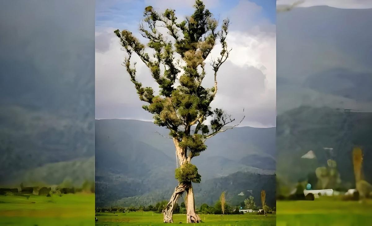 New Zealand’s 'walking tree': The final remains of a lost forest