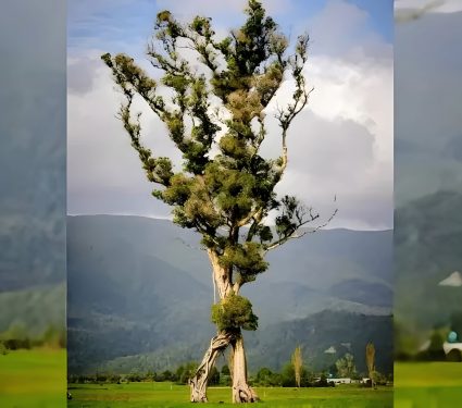 2024/11/Walking-tree.jpg