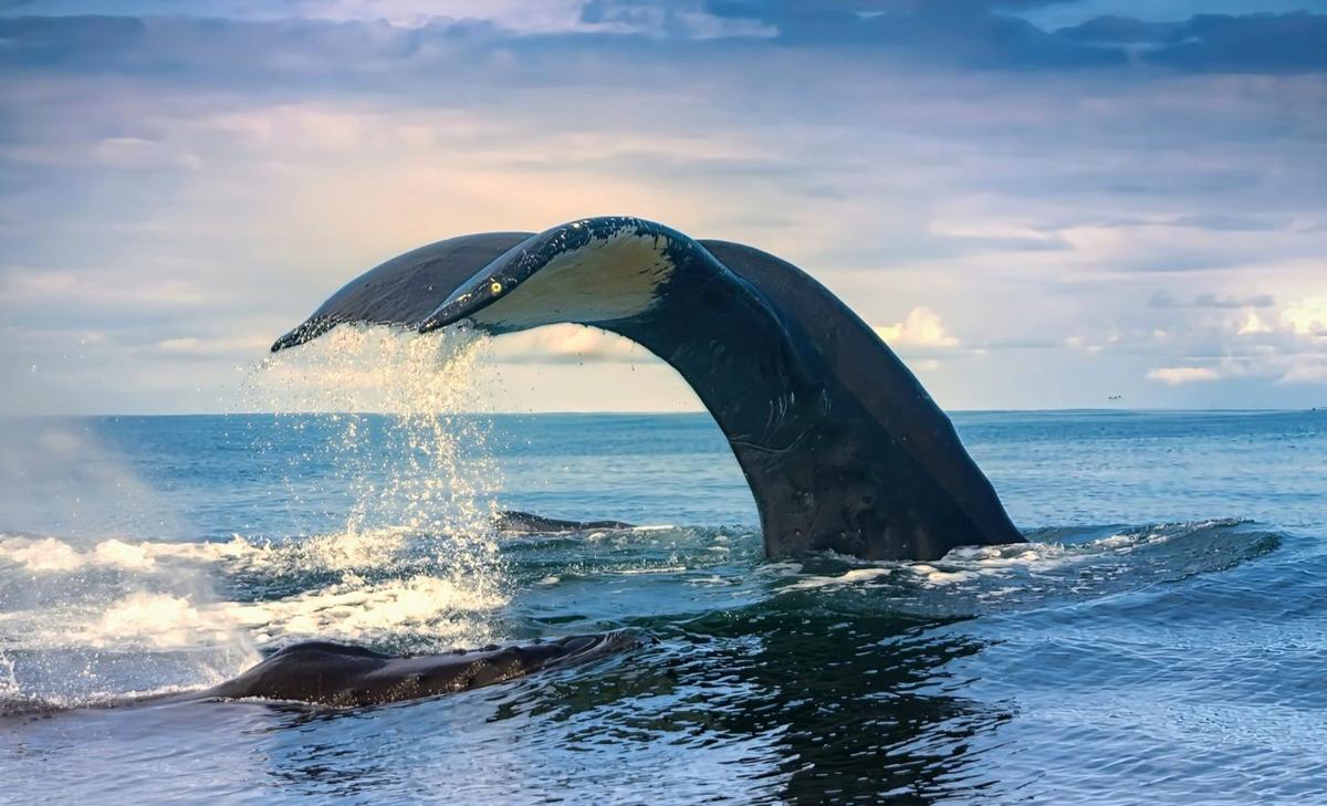 Whales may have ultrasonic hearing as a form of defense