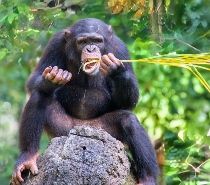 2024/11/Chimpanzee-tools.jpg