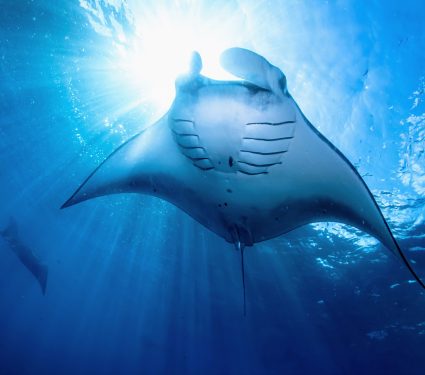 2024/11/Manta-ray-filter.jpg