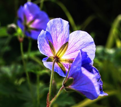 2024/11/Flower-evolution.jpg