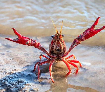 2024/11/Crayfish-conservation.jpg