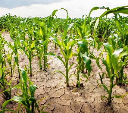 2024/11/Climate-change-crops.jpg