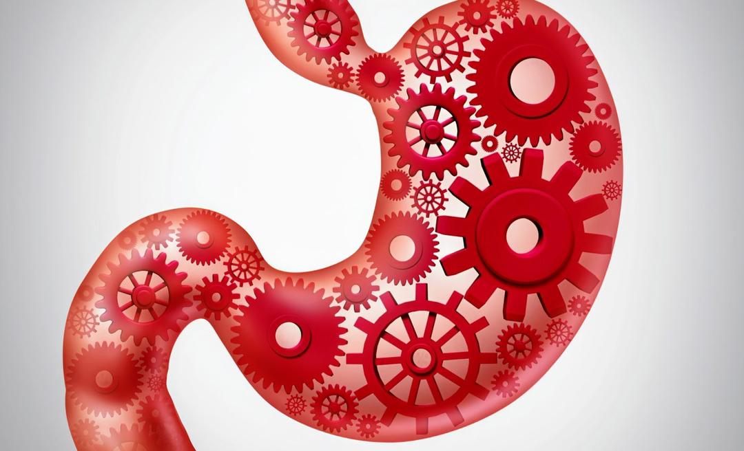 Human metabolism has evolved to become energetically unique Biology Diagrams