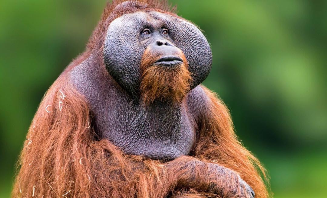 World Wildlife Conservation Day Saving species from extinction