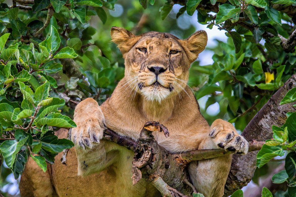 Lion numbers have reached a critical low in Uganda